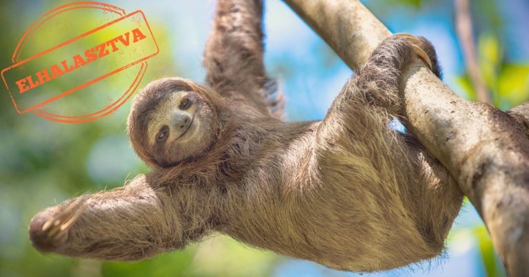 Számlák online bekötése elhalasztva